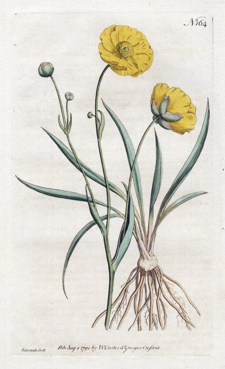 Grassleaf Buttercup - Sydenham Edwards (1768-1819) 的平版印刷术，来自 William Curtis Botanical Magazine (1746-1799) 作者 西德纳姆·泰斯特·爱德华兹