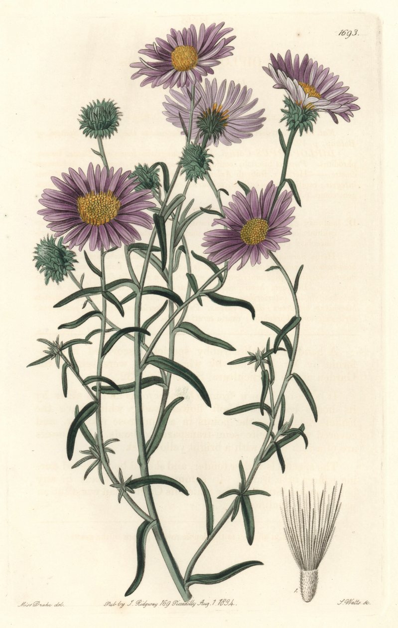 灰色紫苑，原产于加利福尼亚--S.Watts Strong Water，来自Sarah Anne Drake（1803-1857）的插图，出自《植物志》。 作者 西德纳姆·泰斯特·爱德华兹