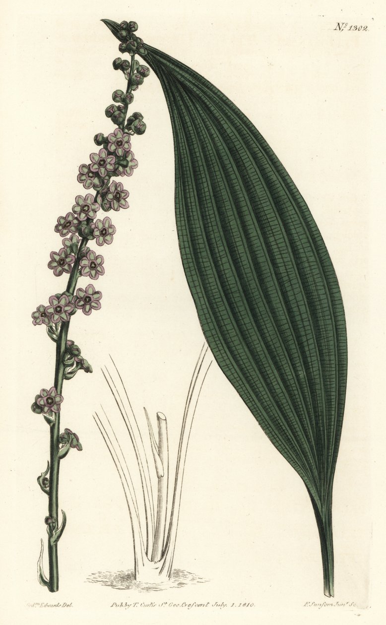 绿花泰塔，Peliosanthes teta。F. Sansom Jr.根据Sydenham Edwards的插图进行的手绘铜版画，出自William Curtis的植物学杂志，T. Curtis，伦敦 作者 西德纳姆·泰斯特·爱德华兹