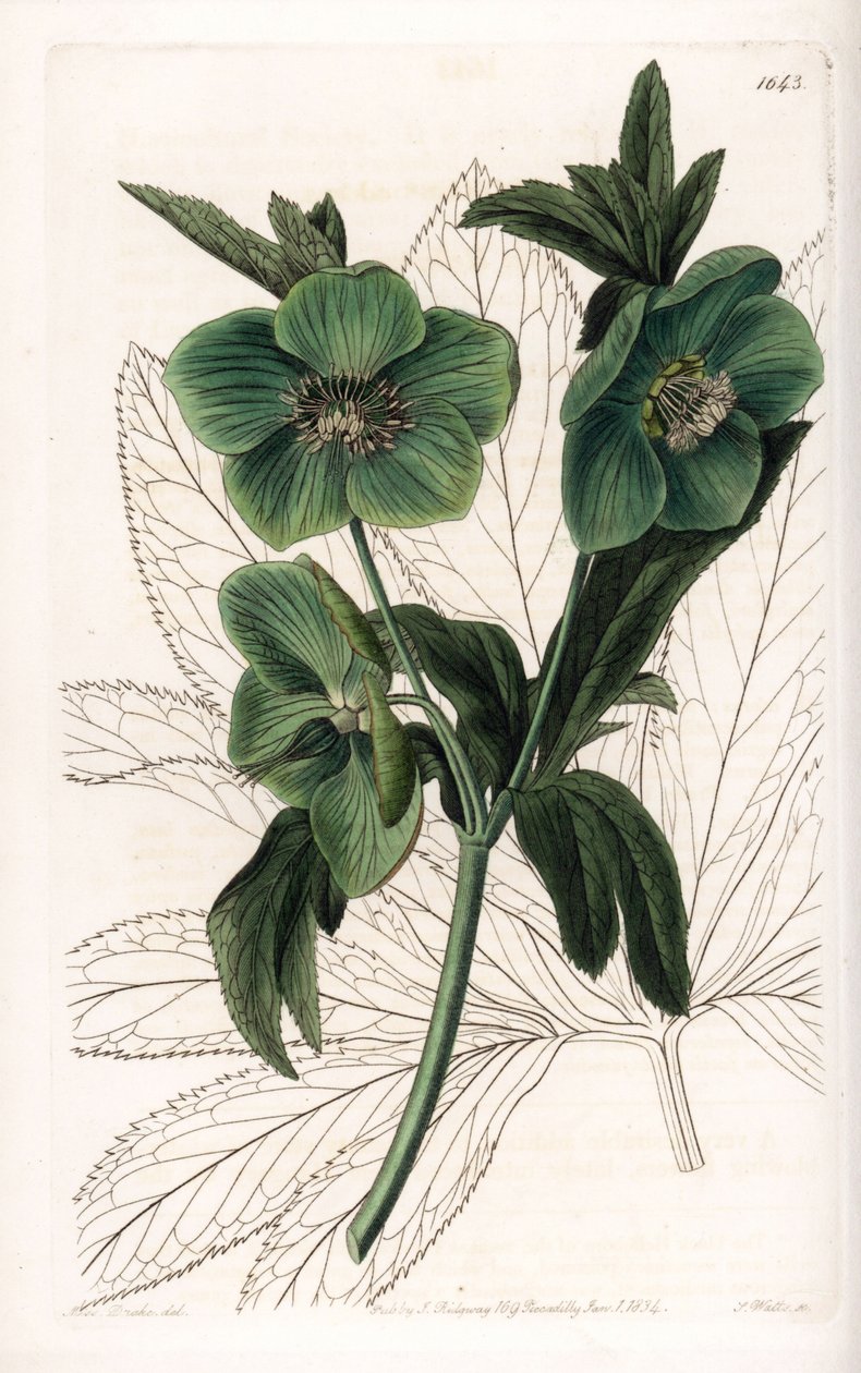 Green Flower Hellebore Variete - S.Watts 雕刻，来自 Sarah Anne Drake (1803-1857) 的插图，来自英国 Sydenham Edwards (1768-1819) 的植物名录 作者 西德纳姆·泰斯特·爱德华兹