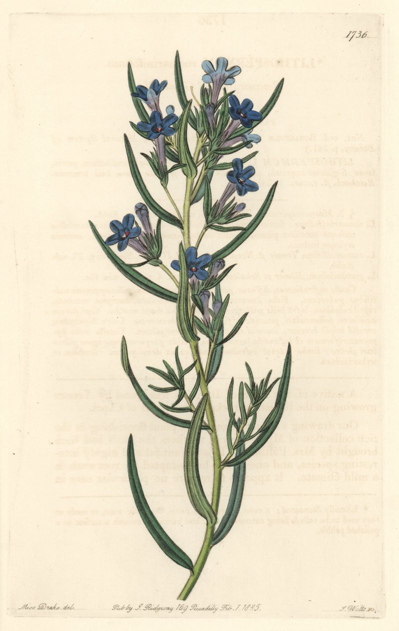 Gremil是一种迷迭香叶子，原产于西西里岛--S.Watts根据Sarah Anne Drake（1803-1857）的插图创作的Water forte，来自《植物志》。 作者 西德纳姆·泰斯特·爱德华兹