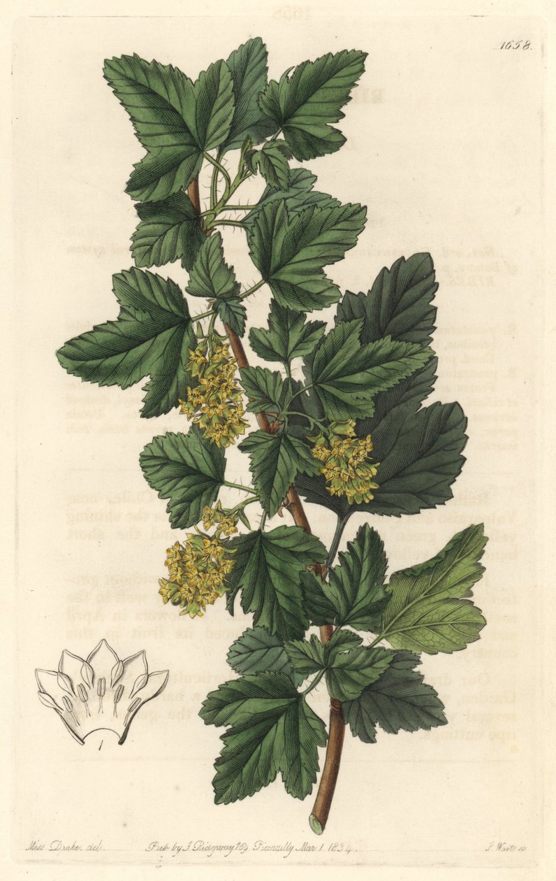 Groseillier，被称为西伯利亚的Gadellier（Ribes diacanthum），原产于智利--S. Watts根据Sarah Anne Drake（1803-1857）的插图创作的Water forte，出自《植物志》。 作者 西德纳姆·泰斯特·爱德华兹