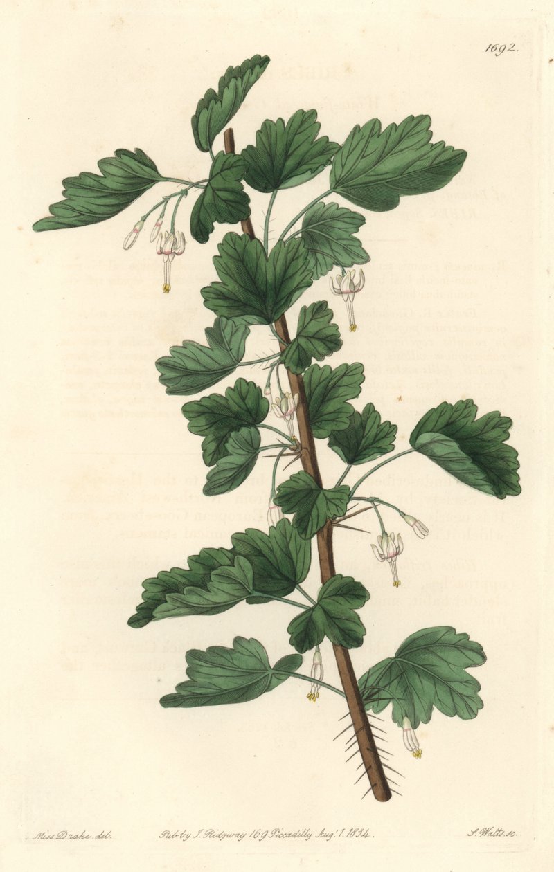 Groseillier，原产于北美洲--S.Watts根据Sarah Anne Drake（1803-1857）的插图绘制的水强，来自《植物志》。 作者 西德纳姆·泰斯特·爱德华兹