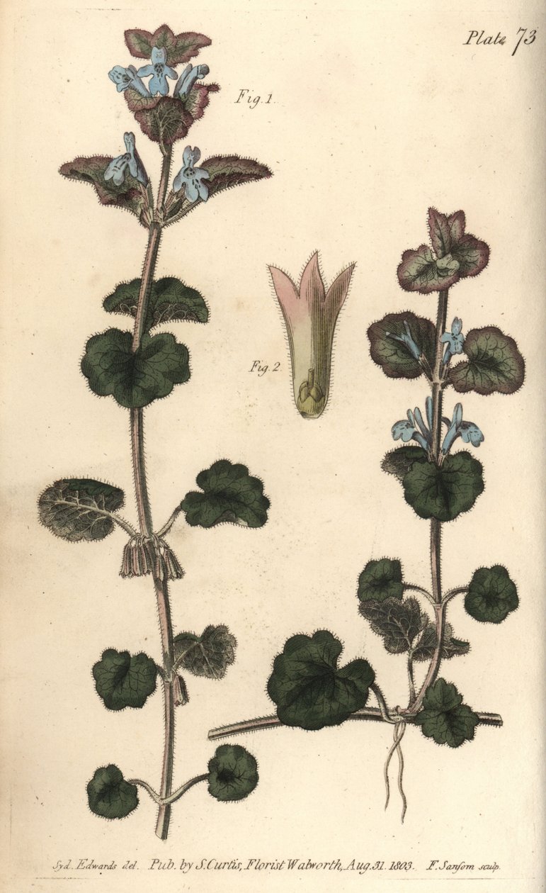 地面常春藤，Glechoma hederacea，Gymnospermia。F.Sansom为威廉-柯蒂斯在兰贝斯植物园发表的植物学讲座提供的手绘铜版画，由Sydenham Edwards绘制。 作者 西德纳姆·泰斯特·爱德华兹