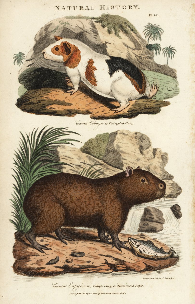 几内亚猪和水豚 - 几内亚猪，Cavia porcellus，和水豚，Hydrochoerus hydrochaeris。根据Sydenham Edwards的手绘铜版画，出自John Mason Good的Pantologia，一本新的百科全书，G. Kearsley，伦敦 作者 西德纳姆·泰斯特·爱德华兹