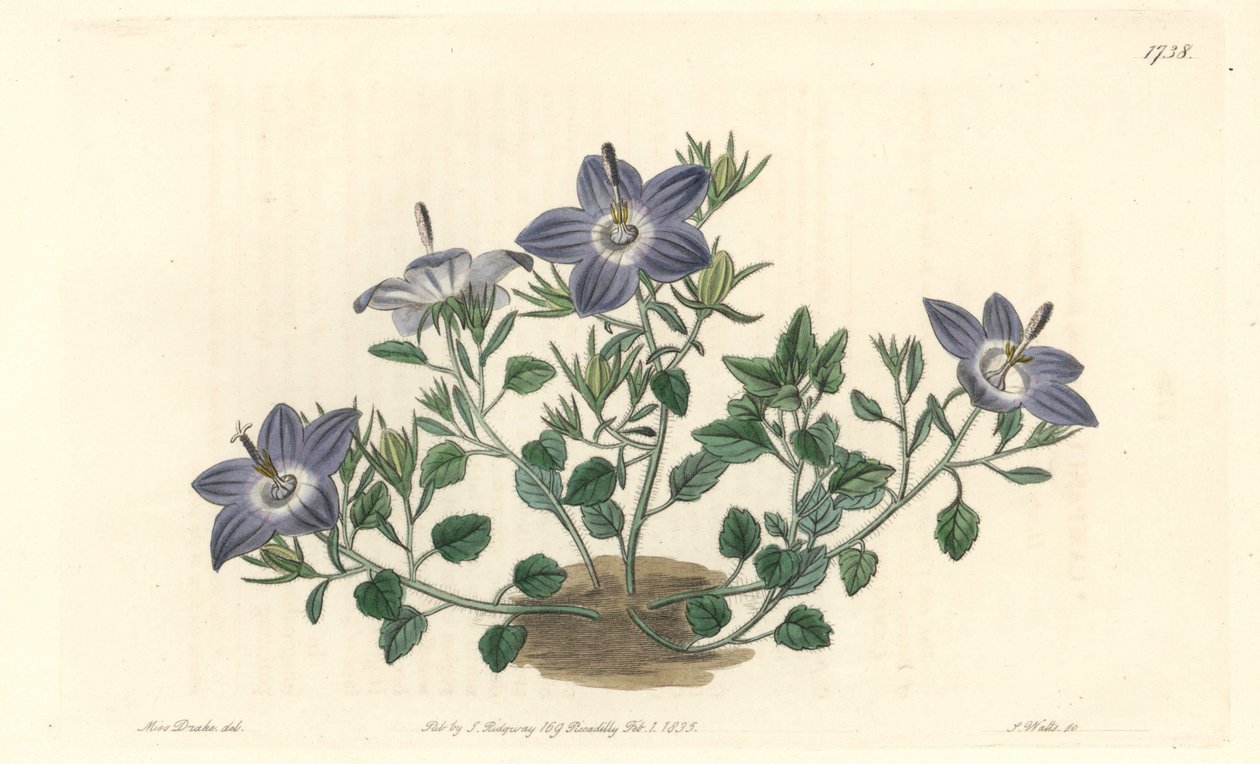 毛叶荠菜，原产于意大利--S. Watts根据Sarah Anne Drake（1803-1857）的插图创作的强水，来自《植物志》。 作者 西德纳姆·泰斯特·爱德华兹