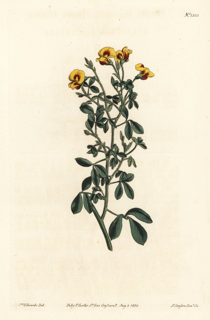 毛茸茸的Goodia，Goodia lotifolia var. pubescens（Goodia pubescens）。F. Sansom Jr.根据Sydenham Edwards的插图进行的手绘铜版画，出自William Curtis的植物学杂志，T. Curtis，伦敦 作者 西德纳姆·泰斯特·爱德华兹