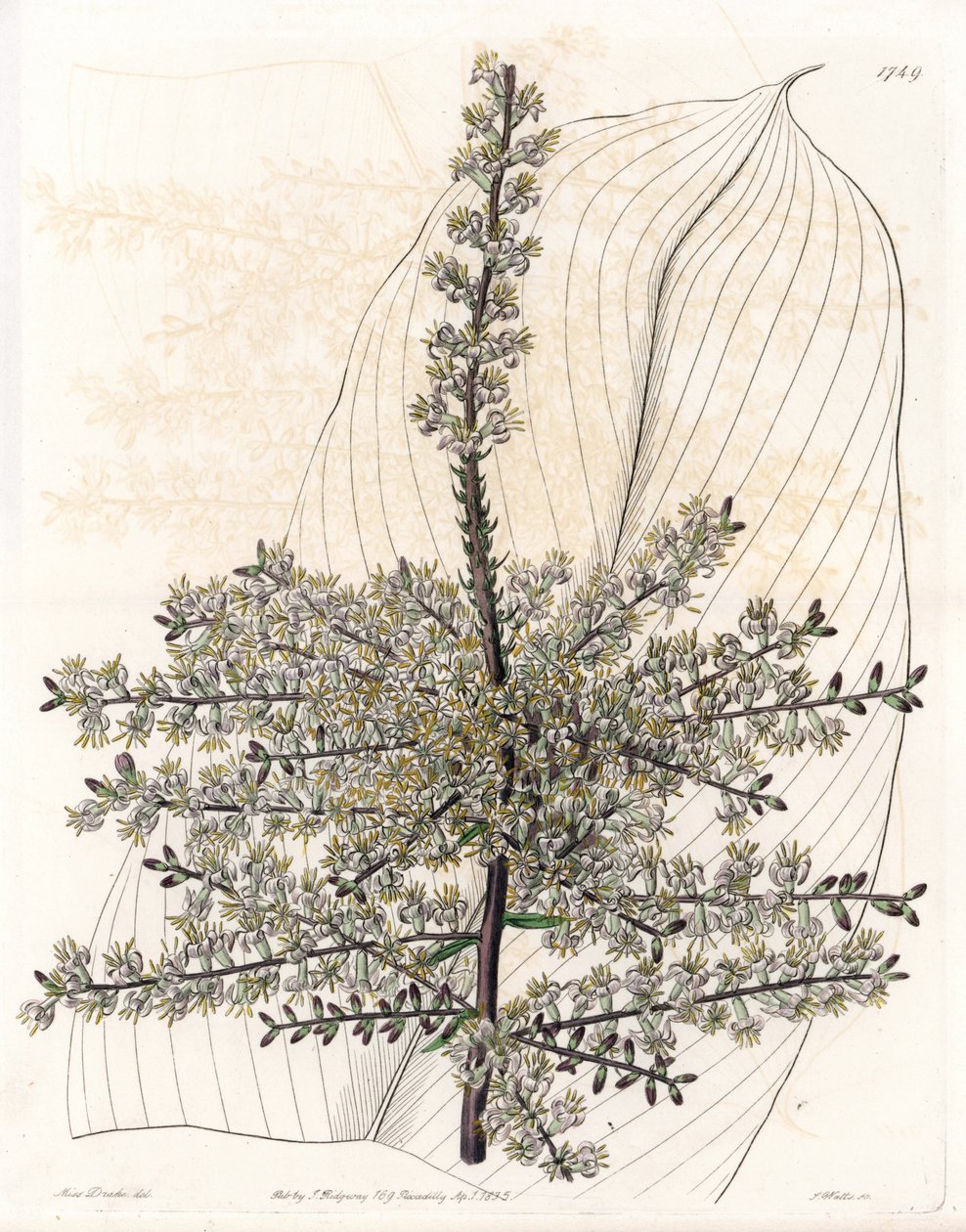 夏威夷菠菜或印度芦苇 - S.Watts 雕刻的盘子，来自 Sarah Anne Drake (1803-1857) 的插图，来自英国 Sydenham Edwards (1768-1819) 的植物名录 作者 西德纳姆·泰斯特·爱德华兹