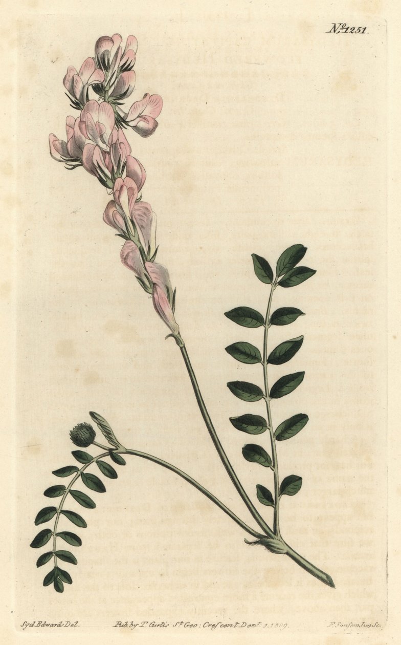 Hedysarum spinosissimum subsp. capitatum (sceptre-flowered hedysarum, Hedysarum capitatum) 。F. Sansom Jr.根据Sydenham Edwards的插图进行的手绘铜版画，出自William Curtis的植物学杂志，T. Curtis，伦敦 作者 西德纳姆·泰斯特·爱德华兹