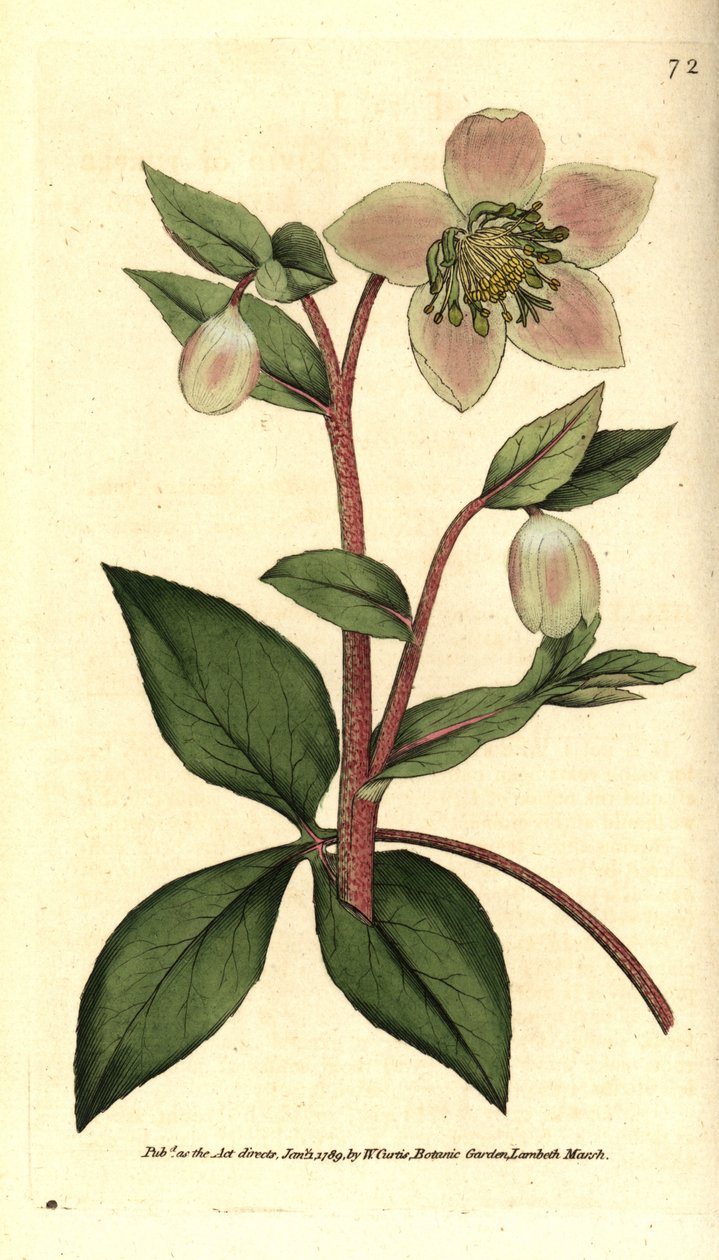 鲜艳或黑色的Hellebore（Ellebore）--鲜艳或紫色的Hellebore，Helleborus lividus。根据詹姆斯-索尔比的植物学插图进行的手绘铜版画，出自威廉-柯蒂斯的《植物学杂志》，伦敦兰贝斯沼泽。 作者 西德纳姆·泰斯特·爱德华兹