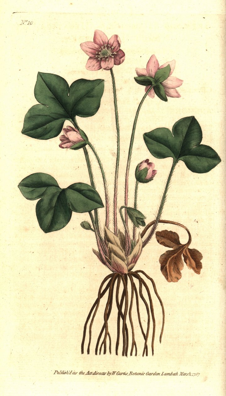 Hepatic, noble or threelobed hepatic anemone - Hepatica or noble liverwort, Anemone hepatica.根据Sydenham Edwards的植物学插图进行的手绘铜版画，出自William Curtis的《植物学杂志》，伦敦Lambeth Marsh。 作者 西德纳姆·泰斯特·爱德华兹