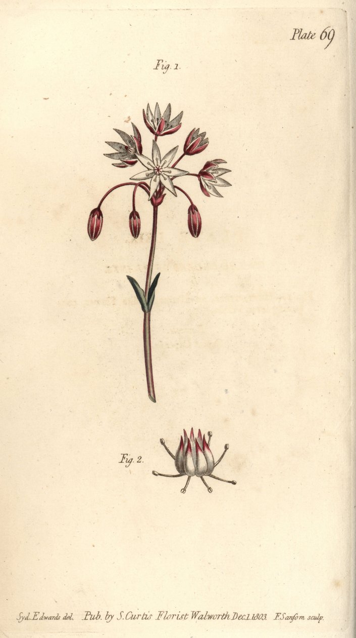 有七个花蕊的两性花，Heptagynia，Septas capensis。F. Sansom的手绘铜版画，是Sydenham Edwards为William Curtis在兰贝斯植物园的植物学讲座所做的植物学插图。 作者 西德纳姆·泰斯特·爱德华兹