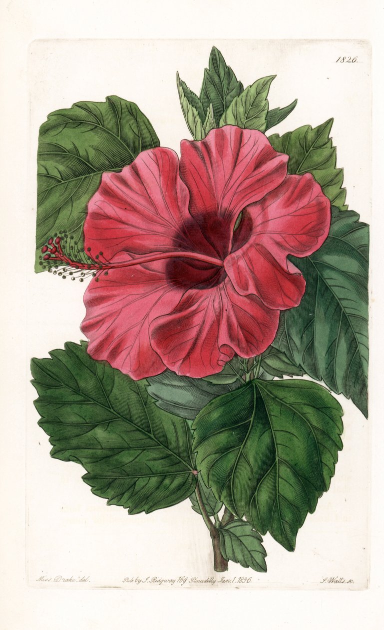 来自中国的芙蓉花--由S.Watts雕刻，来自Sarah Anne Drake（1803-1857）的插图，出自英国Sydenham Edwards（1768-1819）的植物学记录。 作者 西德纳姆·泰斯特·爱德华兹