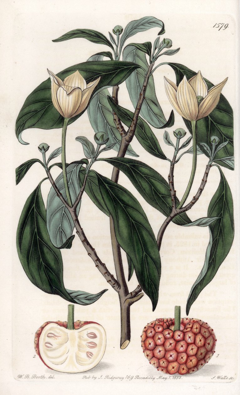 喜马拉雅山茱萸--S.Watts的刻板，出自莎拉-安妮-德雷克（1803-1857）的插图，出自英国西登纳姆-爱德华兹（1768-1819）的植物学登记册。 作者 西德纳姆·泰斯特·爱德华兹