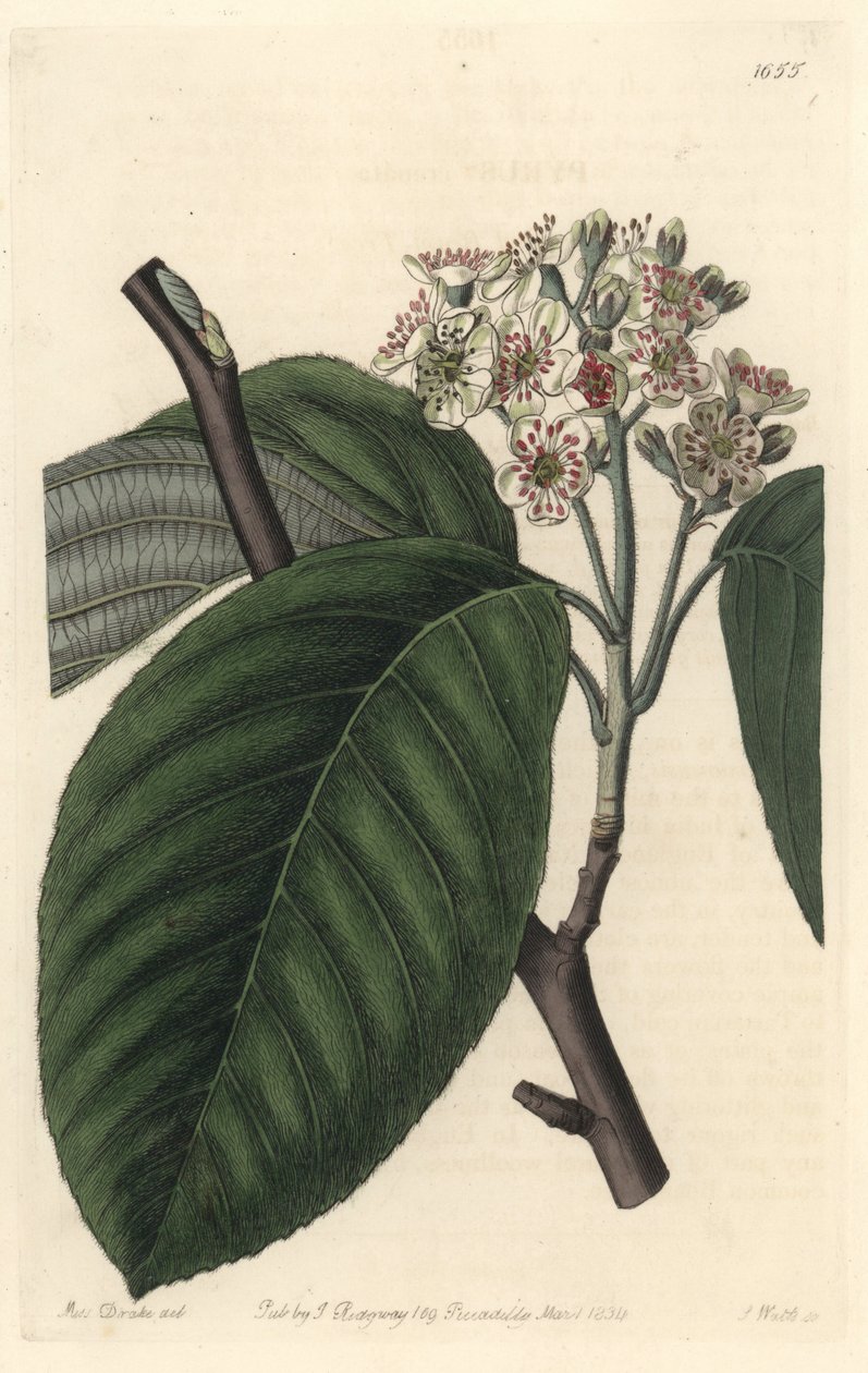 喜马拉雅山灰 - S. Watts Strong Water 来自植物名录的 Sarah Anne Drake (1803-1857) 插图 作者 西德纳姆·泰斯特·爱德华兹
