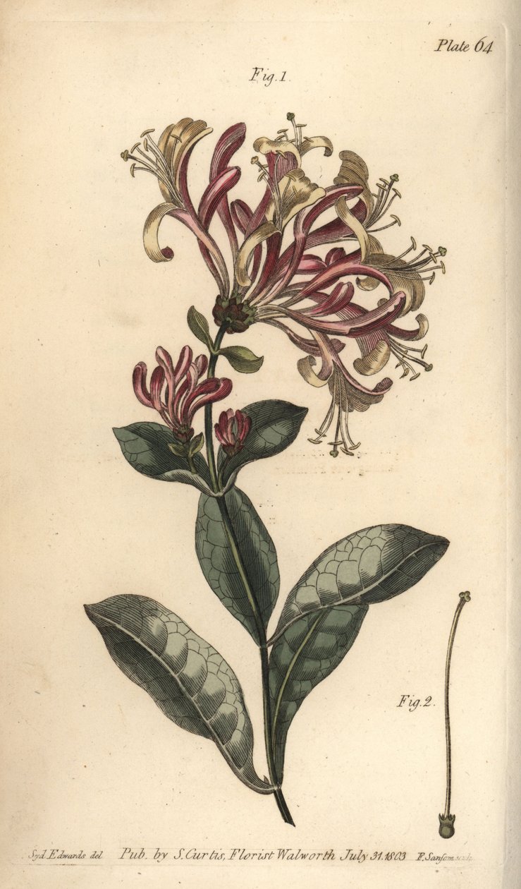 金银花，Lonicera caprifolium，Monogynia。F.Sansom为威廉-柯蒂斯在兰贝斯植物园的植物学讲座所做的植物学插图的手绘铜版画，由Sydenham Edwards绘制。 作者 西德纳姆·泰斯特·爱德华兹
