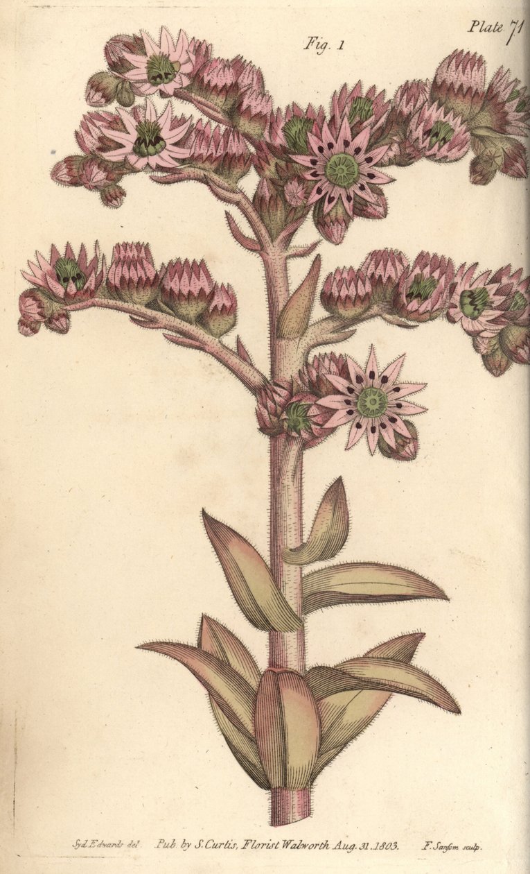 Houseleek，Sempervivum tectorum，Dodecagynia，雌雄同体的花，有12个花蕊。F. Sansom为威廉-柯蒂斯在植物园所做的植物学讲座绘制的手绘铜版画，由Sydenham Edwards绘制。 作者 西德纳姆·泰斯特·爱德华兹