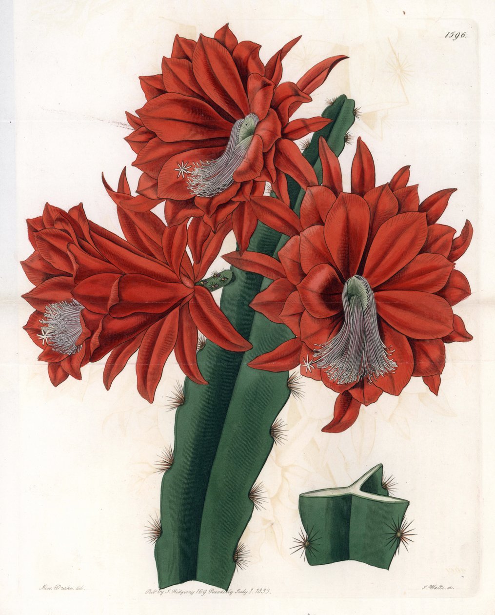 杂交仙人掌（cactus orchidee）--由S.Watts雕刻的图版，来自Sarah Anne Drake（1803-1857）的插图，出自英国Sydenham Edwards（1768-1819）的植物学记录。 作者 西德纳姆·泰斯特·爱德华兹