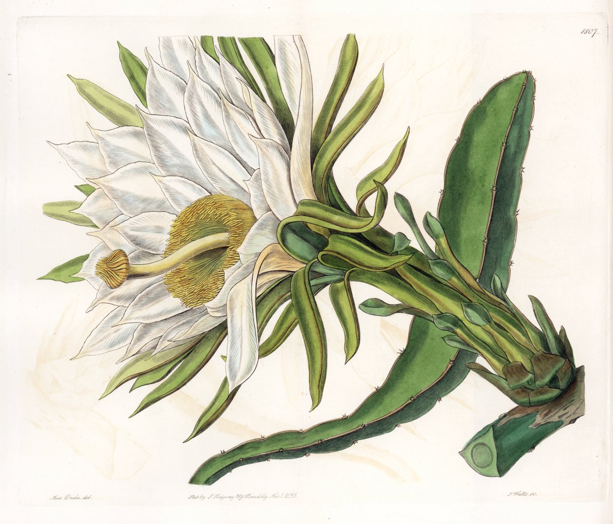 Hylocereus花，附生仙人掌的变种--S.Watts雕刻的图版，出自Sarah Anne Drake（1803-1857）的插图，出自英国Sydenham Edwards（1768-1819）的植物学登记册 作者 西德纳姆·泰斯特·爱德华兹