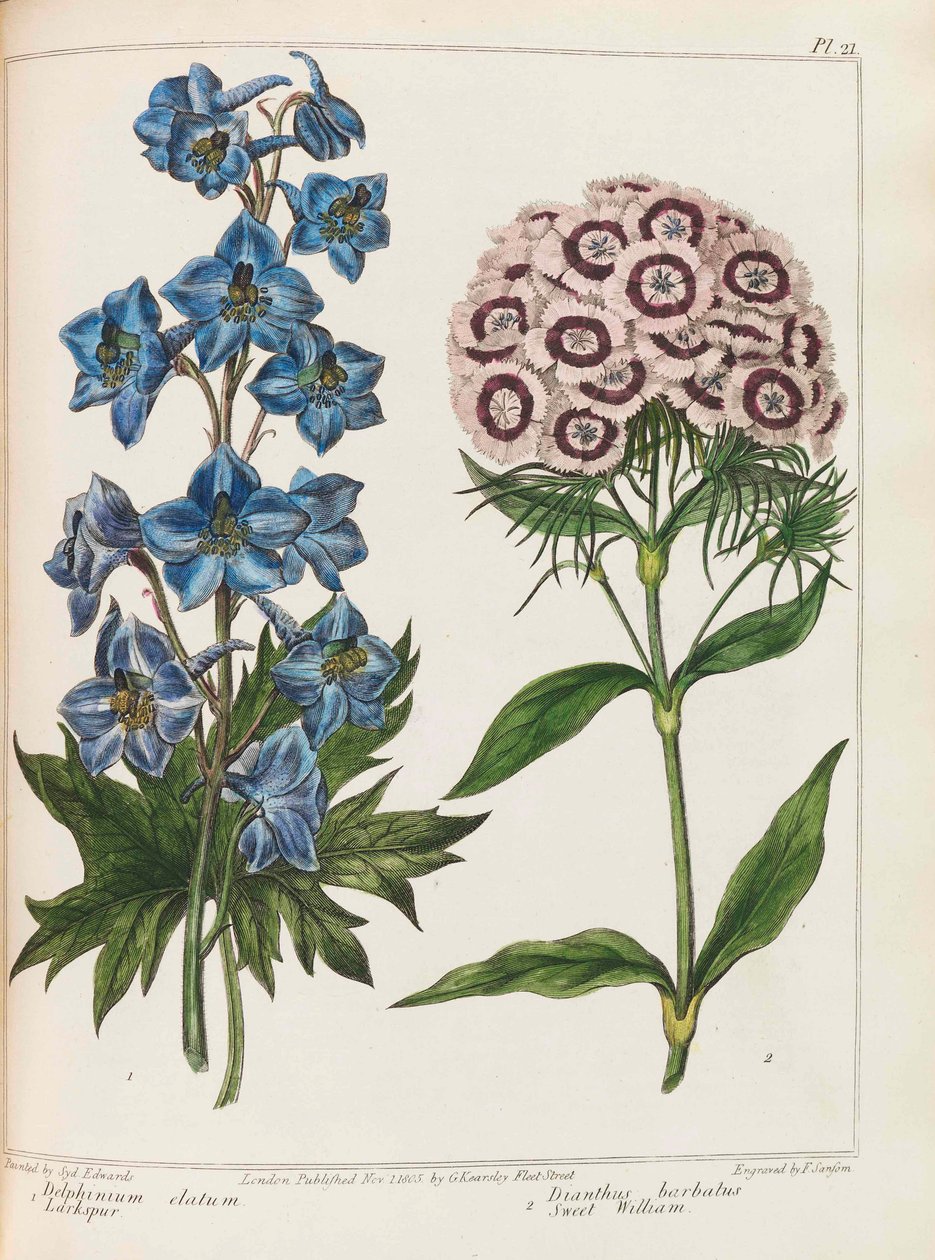 插图来自亚历山大-麦克唐纳的《实用园艺》，1807年。 作者 西德纳姆·泰斯特·爱德华兹