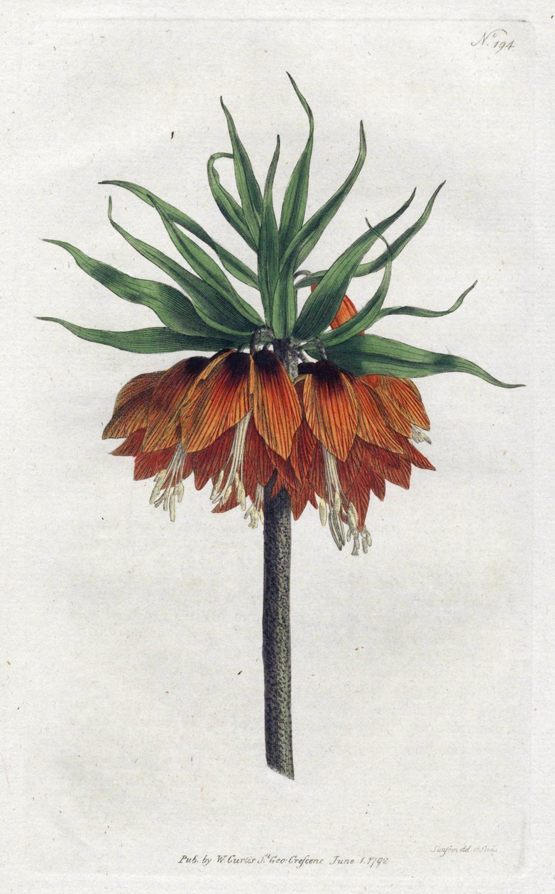Imperial Fritillary 或 Imperial Crown - Sydenham Edwards (1768-1819) 的平版印刷，来自威廉·柯蒂斯 (William Curtis) 植物学杂志 (1746-1799) 的版画 作者 西德纳姆·泰斯特·爱德华兹