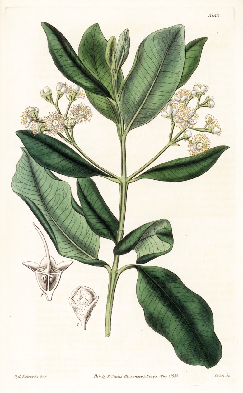 印度木--海湾朗姆树，Pimenta racemosa（野生丁香树，Myrcia acris），原产于加勒比地区。Swan根据Sydenham Edwards的插图进行的手绘铜版画，出自Samuel Curtis的 "植物学杂志"，伦敦 作者 西德纳姆·泰斯特·爱德华兹