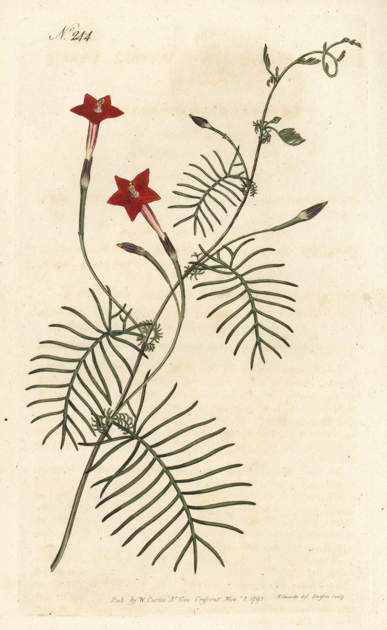 Ipomee quamoclite或quamoclite pennee或ipomee一片红叶--柏树藤或有翅叶的ipomoea，Ipomoea quamoclit。Sansom根据Sydenham Edwards的插图进行的手绘铜版画，伦敦William Curtis的植物学杂志。 作者 西德纳姆·泰斯特·爱德华兹