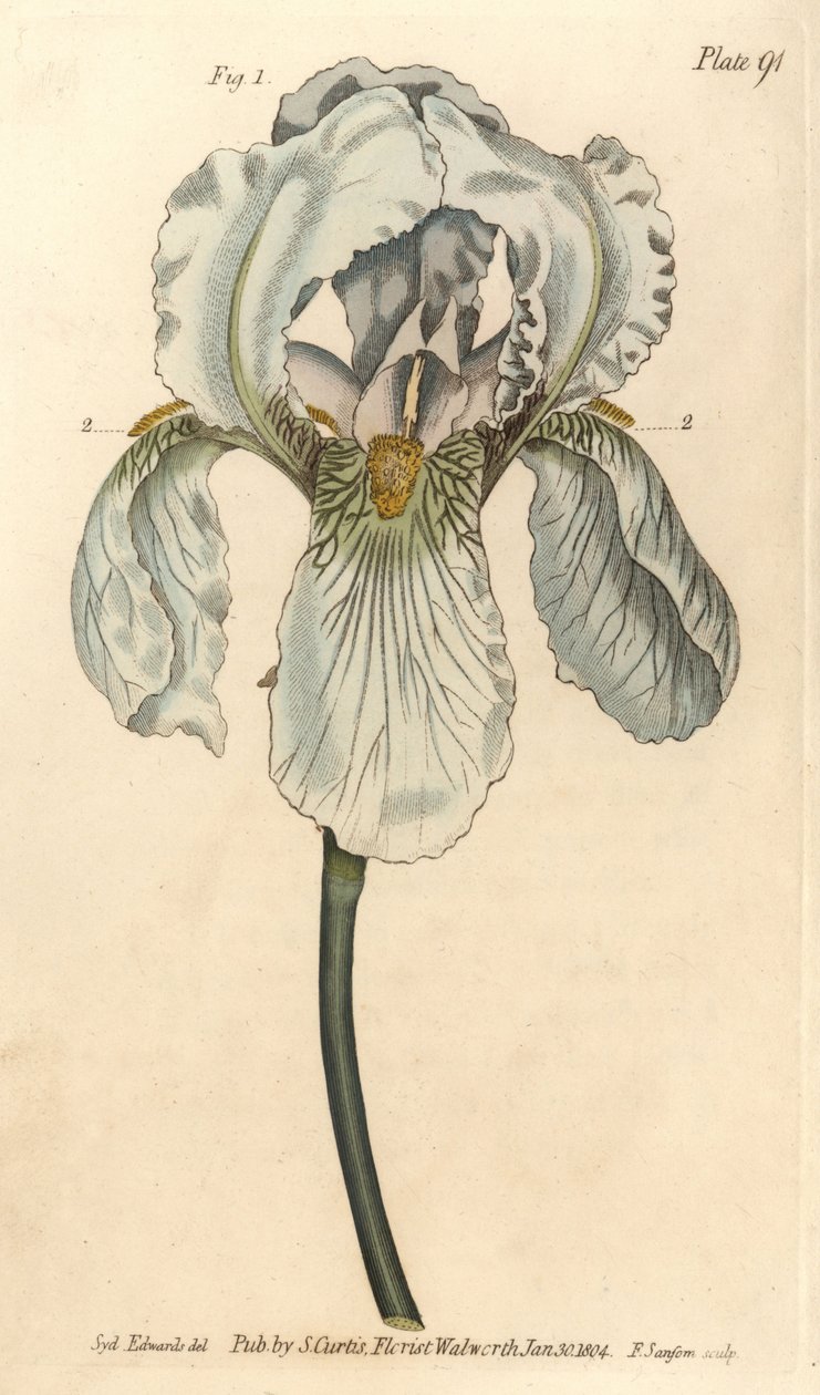 Iris florentina, Iris germanica nothovar.F. Sansom的手绘铜版画，是Sydenham Edwards为William Curtis在兰贝斯植物园的植物学讲座所做的植物学插图。 作者 西德纳姆·泰斯特·爱德华兹