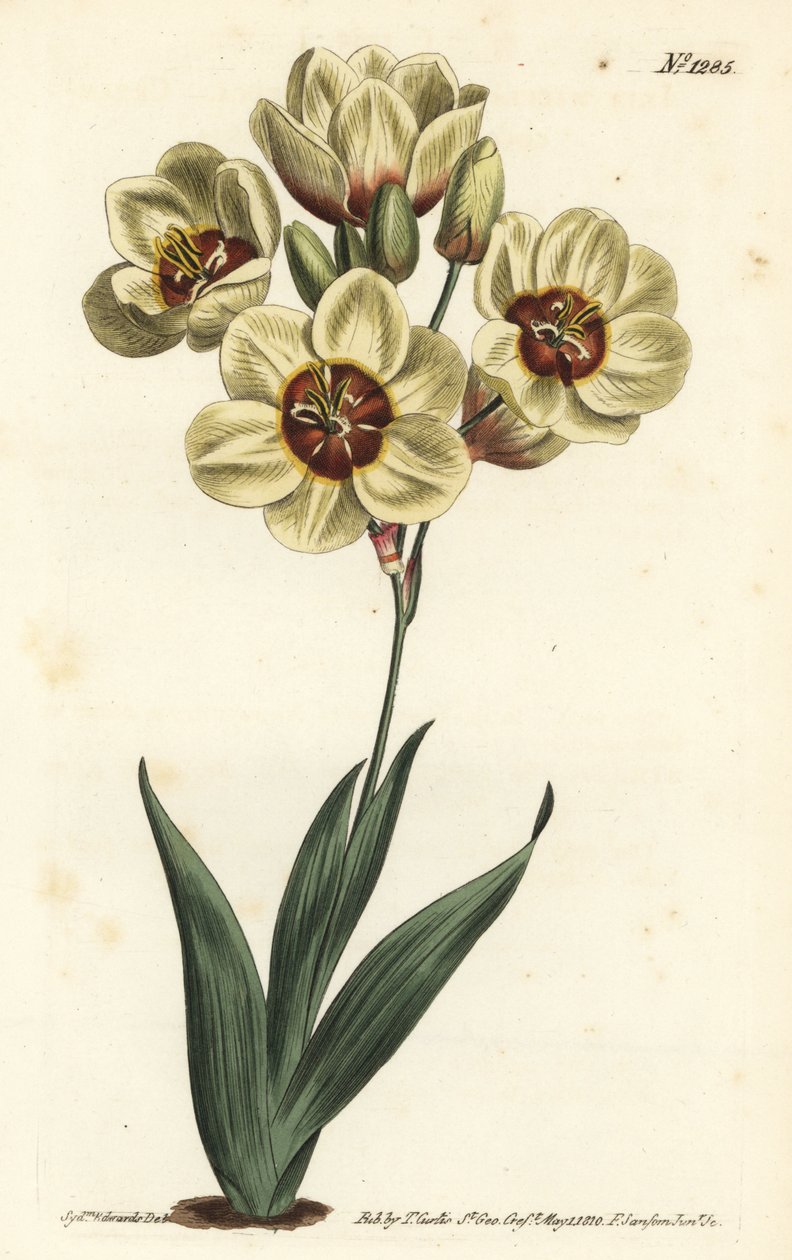 Ixia abbreviata (Cream-coloured spotted ixia, Ixia maculata v. ochroleuca) 。F. Sansom Jr.根据Sydenham Edwards的插图进行的手绘铜版画，出自William Curtis的植物学杂志，T. Curtis，伦敦 作者 西德纳姆·泰斯特·爱德华兹