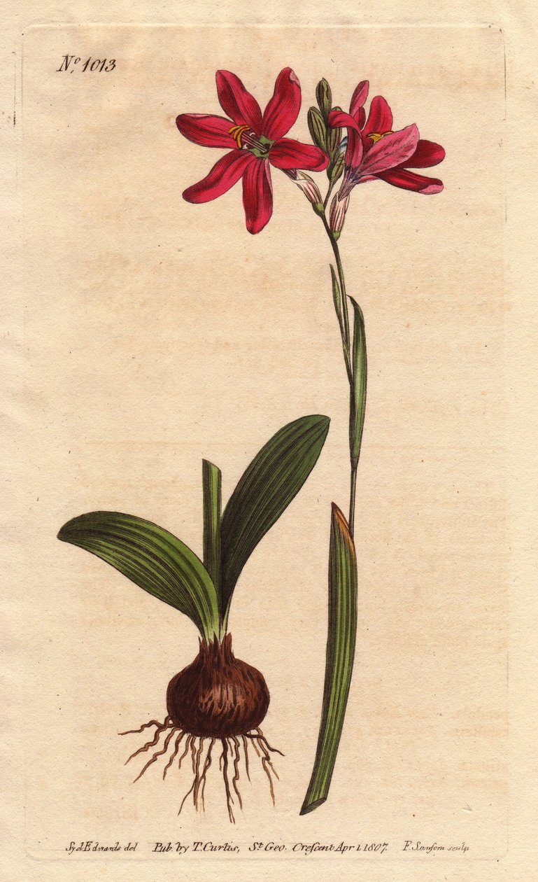 粉红色的Ixia。属于南非百合科，用球茎和叶子描述。玫瑰色的Ixia，是南非百合科的一种美丽的粉红色花朵，左图为球茎和叶子。Ixia latifolia（Ixia capillaris）。手绘的铜版画 作者 西德纳姆·泰斯特·爱德华兹