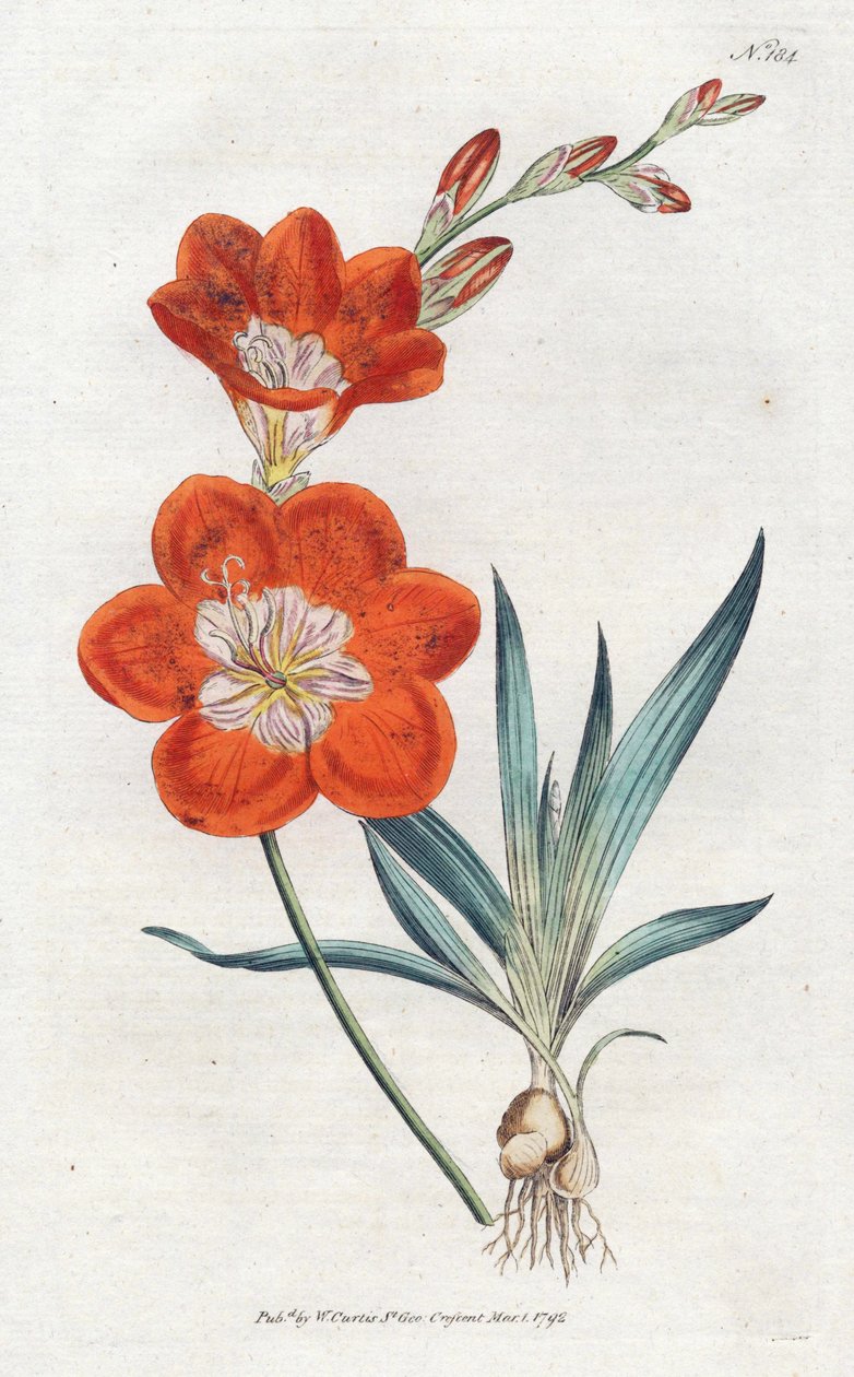 Ixie orangee - Sydenham Edwards（1768-1819）平版印刷，版式来自William Curtis的植物学杂志（1746-1799）。 作者 西德纳姆·泰斯特·爱德华兹