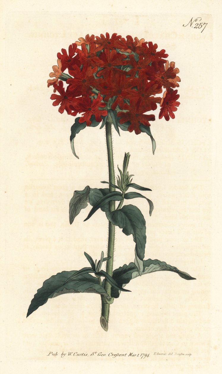 耶路撒冷十字架--燃烧的爱，Silene chalcedonica（Scarlet lychnis，Lychnis chalcedonica）。Sansom根据Sydenham Edwards的插图进行的手绘铜版画，出自William Curtis的植物杂志，伦敦 作者 西德纳姆·泰斯特·爱德华兹