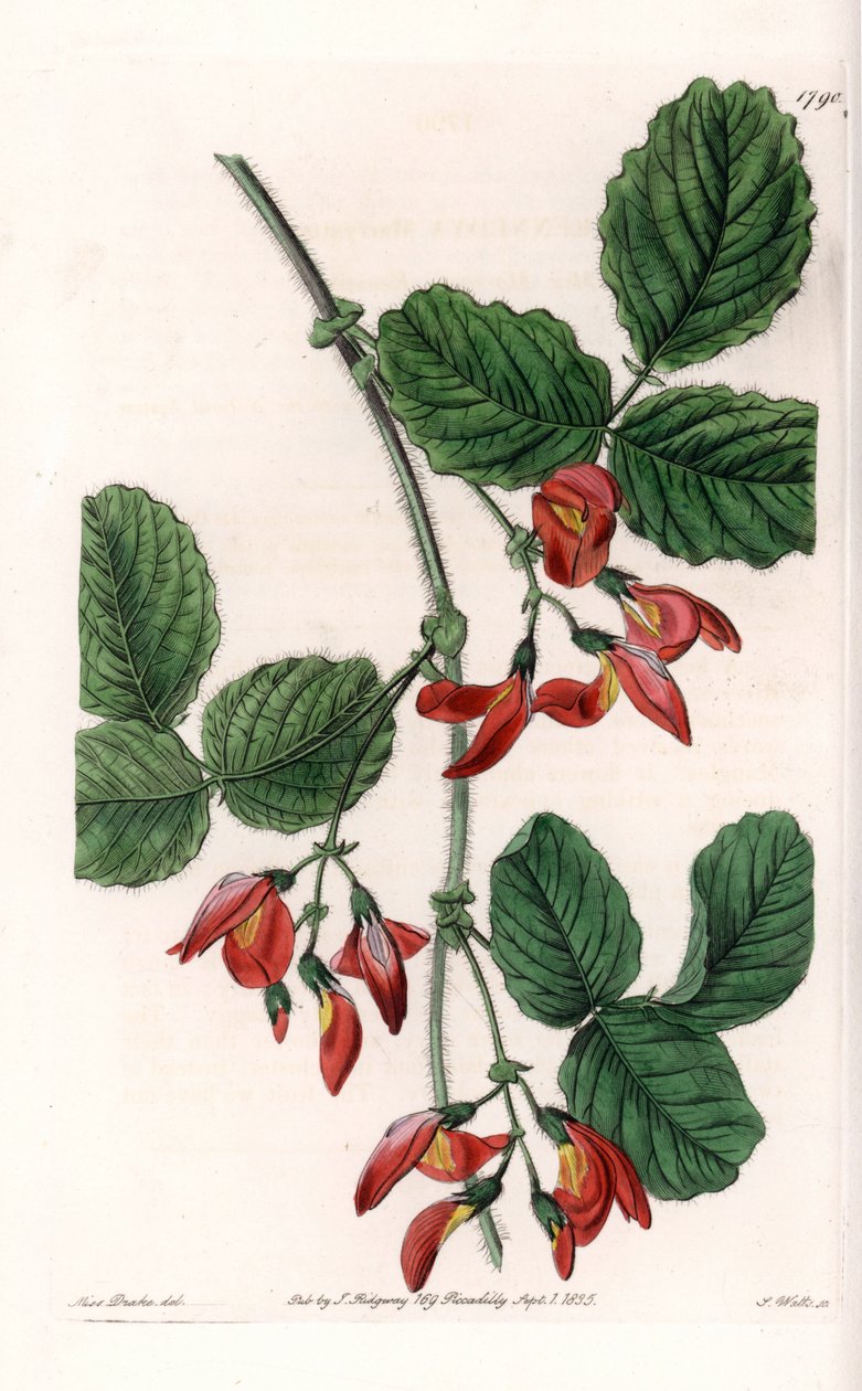 Kennedia macrophylla，原产于澳大利亚的植物，罕见的濒危物种--图版由S.Watts雕刻，出自Sarah Anne Drake（1803-1857）的插图，出自英国Sydenham Edwards（1768-1819）的植物学登记册 作者 西德纳姆·泰斯特·爱德华兹