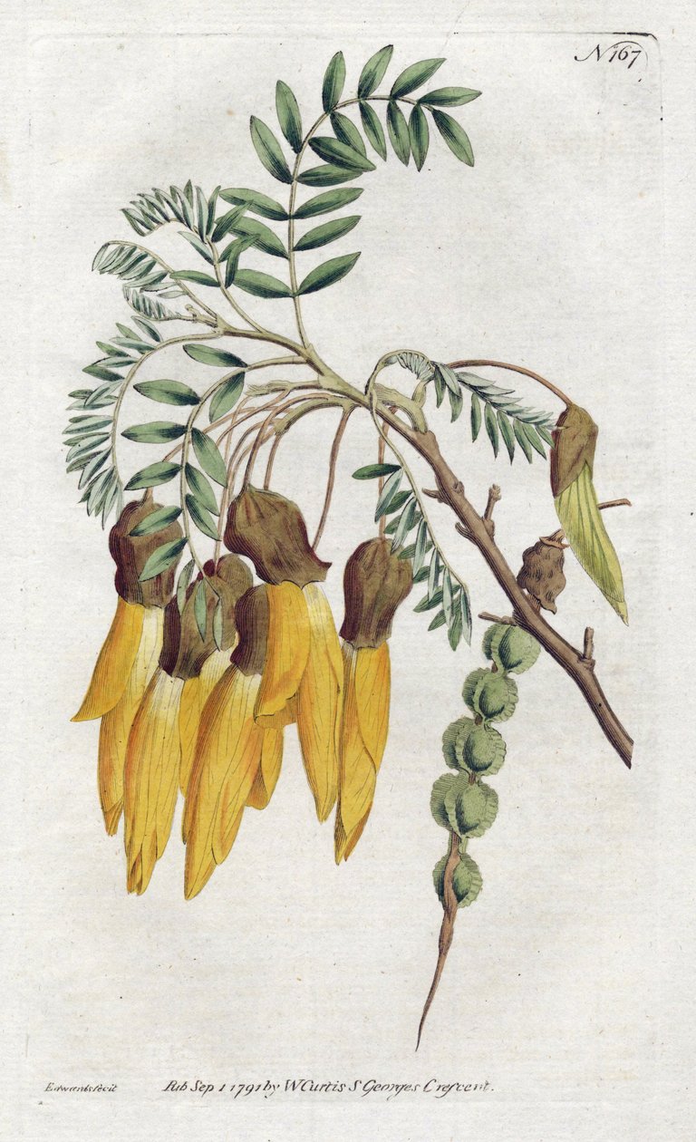 Kowhai，来自新西兰的苏木品种--Sydenham Edwards（1768-1819）的石版画，来自William Curtis（1746-1799）的植物学杂志。 作者 西德纳姆·泰斯特·爱德华兹