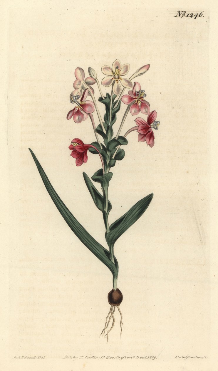Lapeirousia pyramidalis (Leafy-spiked lapeyrousia, Lapeyrousia fissifolia)。F. Sansom Jr.根据Sydenham Edwards的插图进行的手绘铜版画，出自William Curtis的植物学杂志，T. Curtis，伦敦 作者 西德纳姆·泰斯特·爱德华兹
