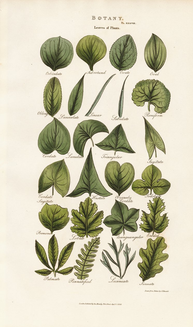植物形态学中的叶形 作者 西德纳姆·泰斯特·爱德华兹