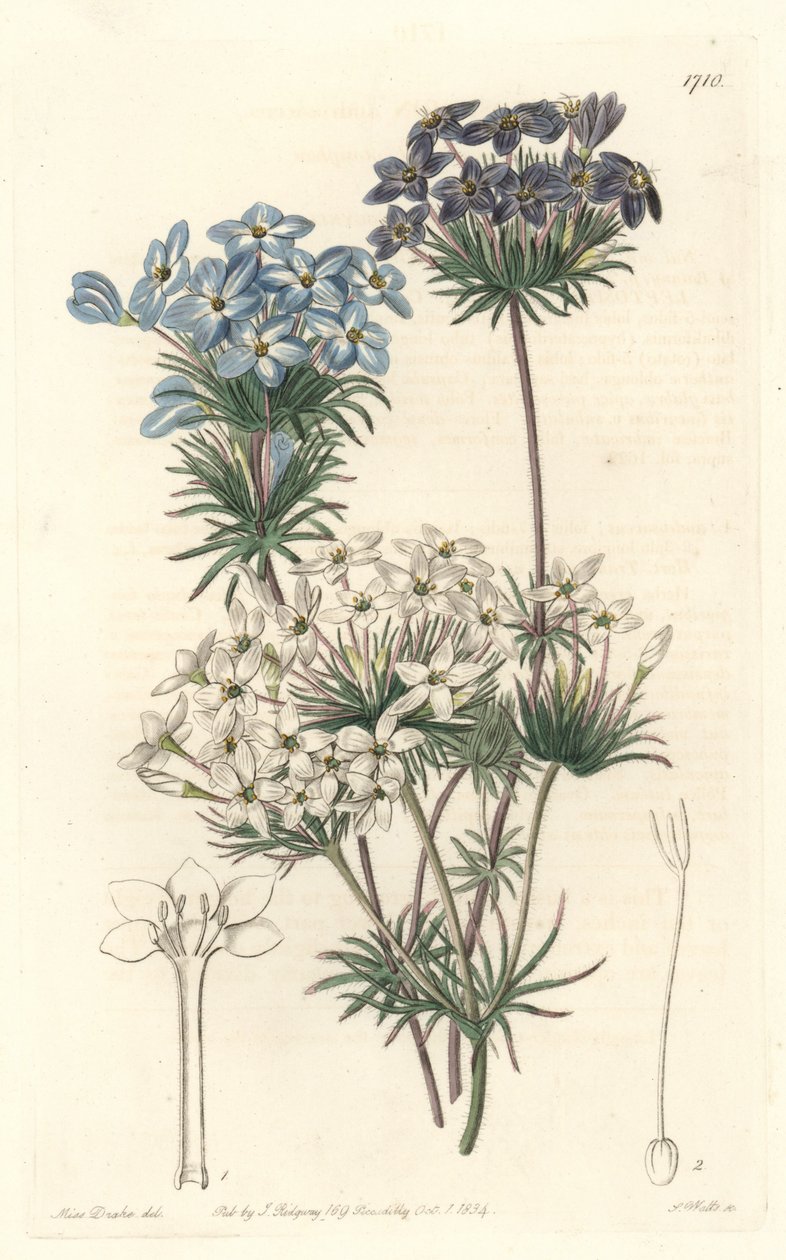Leptosiphon androsace，原产于加利福尼亚--S. Watts根据Sarah Anne Drake（1803-1857）的插图创作的水，来自《植物志》。 作者 西德纳姆·泰斯特·爱德华兹