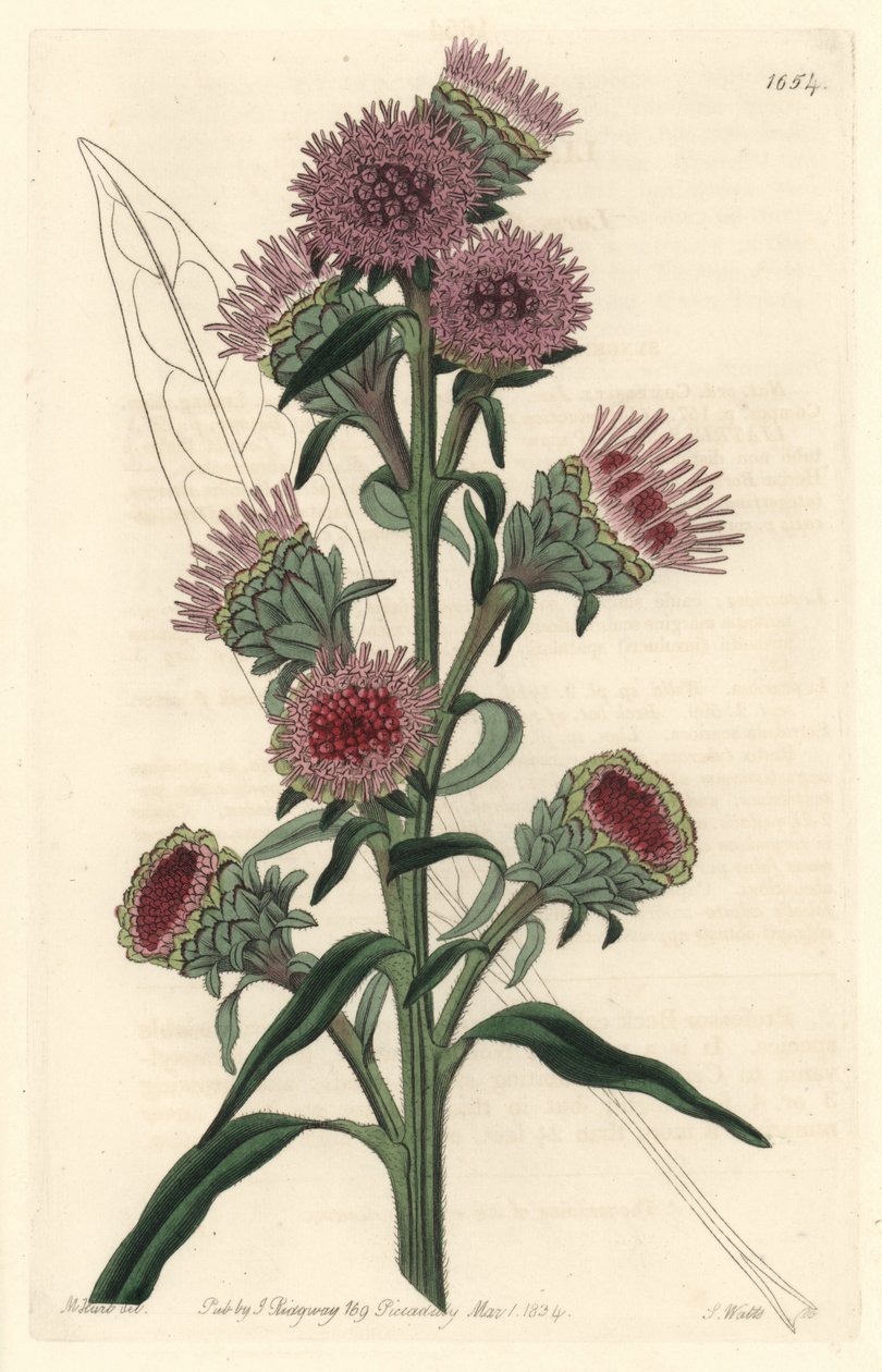 Liatide或liatris，原产于北美洲--S. Watts strong water来自M. Hart的插图，来自《植物志》。 作者 西德纳姆·泰斯特·爱德华兹