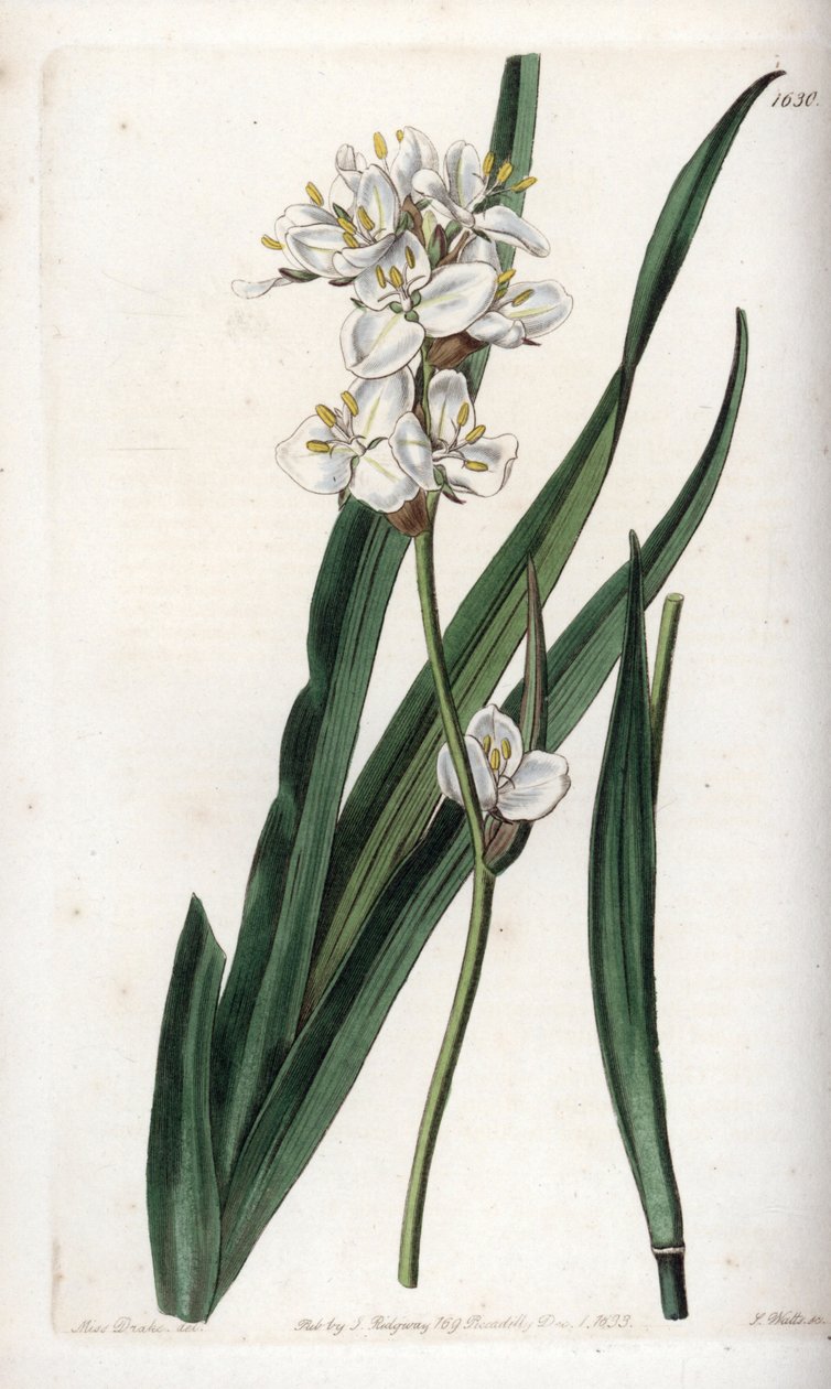 智利特有的Libertia - S.Watts雕刻的，来自Sarah Anne Drake（1803-1857）的插图，来自英国Sydenham Edwards（1768-1819）的植物学记录。 作者 西德纳姆·泰斯特·爱德华兹