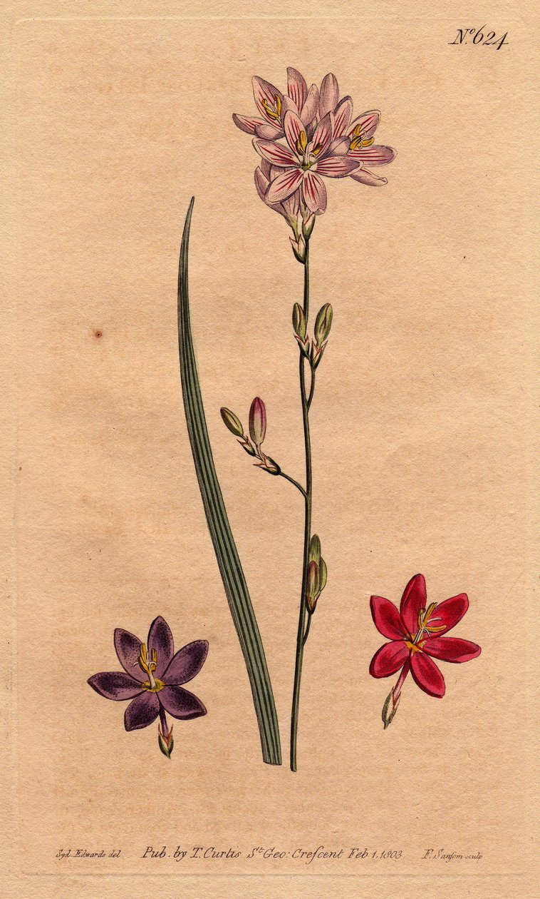 百合花（Lilies）的花色，有不同颜色的例子：粉红色、紫色、紫红色。Flexuose ixia，有颜色品种的例子：粉红色，紫色和大红色。柔韧的Ixia。Sydenham Edw的植物学插图的手工彩色铜版画。 作者 西德纳姆·泰斯特·爱德华兹