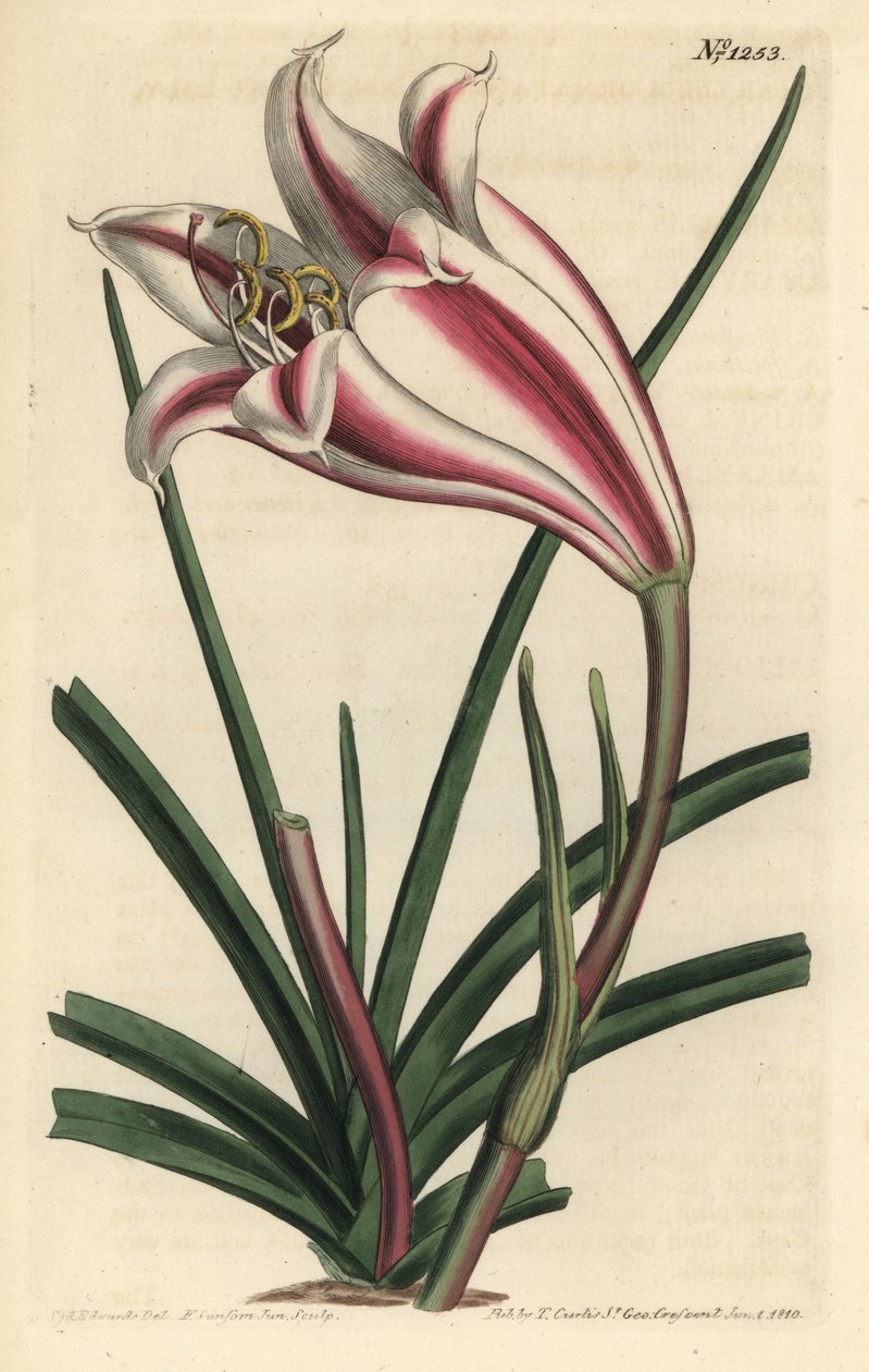 百合变种--海角百合，Crinum ornatum（Amaryllis ornata）。F. Sansom Jr.根据Sydenham Edwards的插图进行的手绘铜版画，出自William Curtis的植物学杂志，T. Curtis，伦敦 作者 西德纳姆·泰斯特·爱德华兹