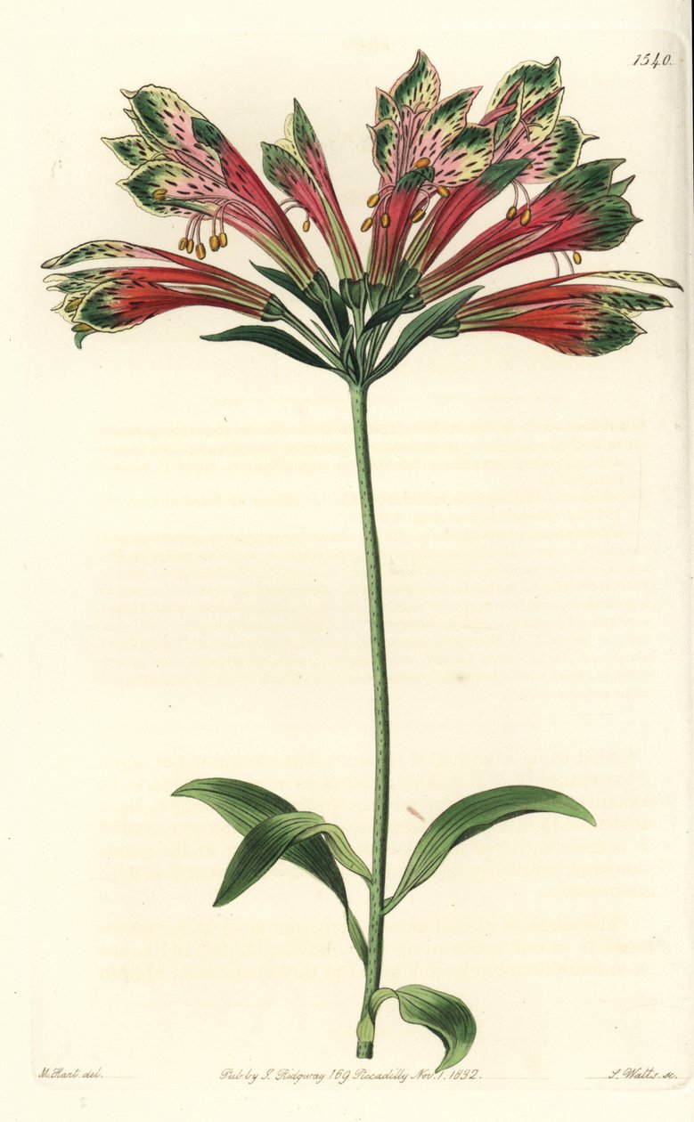 印加或秘鲁百合（alstroemere或alstroemerie）--秘鲁百合，Alstroemeria pulchella（Parrot alstroemeria，Alstroemeria psittacina）。S. Watts根据M. Hart的插图进行的手绘铜版画，出自Sydenham Edwards的《植物学》。 作者 西德纳姆·泰斯特·爱德华兹