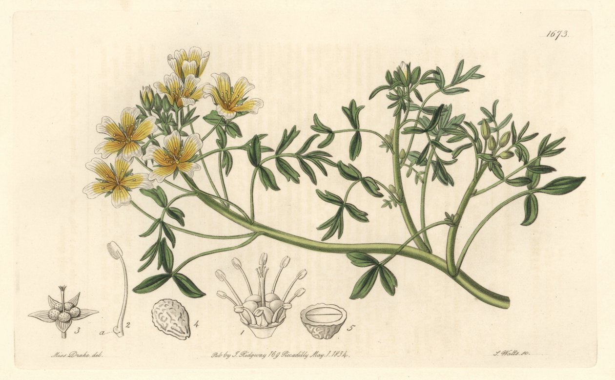 Limnanthe，原产于加利福尼亚--S. Watts Strong Water，来自Sarah Anne Drake（1803-1857）的插图，出自《植物志》。 作者 西德纳姆·泰斯特·爱德华兹