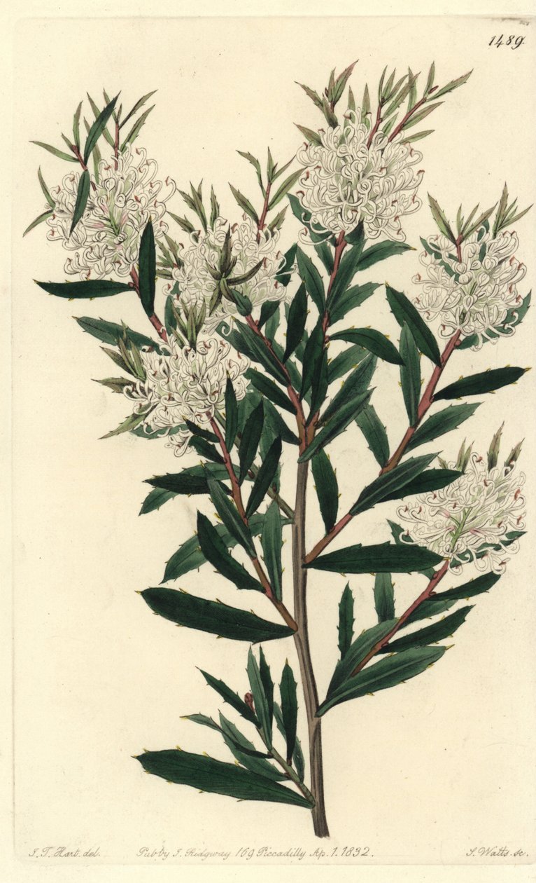 线形叶哈克鱼，线形哈克鱼。 S. Watts 在 J.T. 的插图后手工雕刻的铜版画 来自伦敦里奇韦 Sydenham Edwards