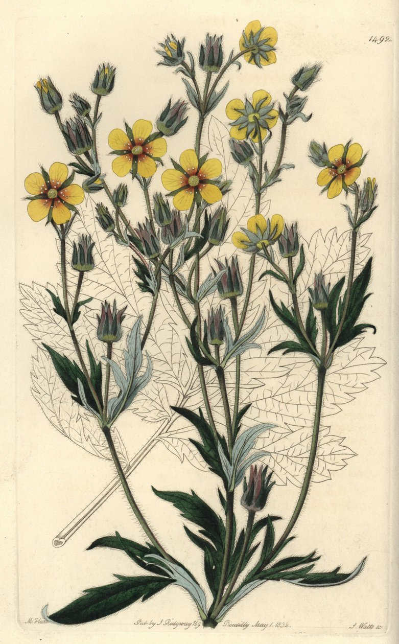 Long-leaved cinquefolia variete - Potentilla longifolia (Viscid cinquefoil, Potentilla viscosa).S. Watts根据M. Hart的插图进行的手绘铜版画，出自伦敦Ridgeway的Sydenham Edwards的植物志。 作者 西德纳姆·泰斯特·爱德华兹