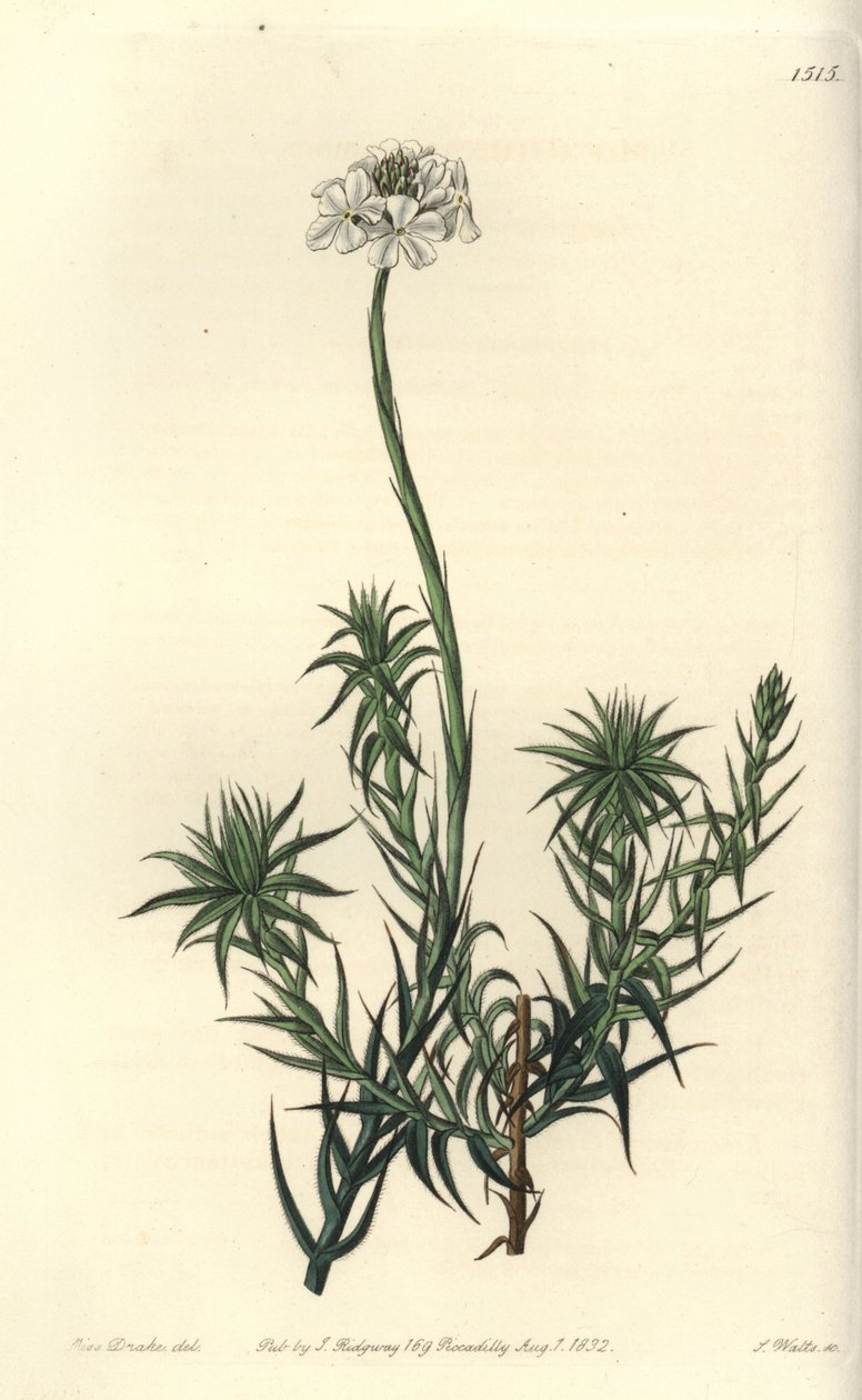 长叶 sphenotoma，Sphenotoma capatum。 S. Watts 手绘铜版画，由来自伦敦里奇韦 Sydenham Edwards