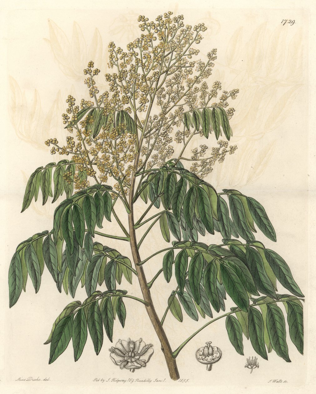 Longanier，原产于中国--S. Watts strong water来自Sarah Anne Drake（1803-1857）的插图，来自《植物志》。 作者 西德纳姆·泰斯特·爱德华兹