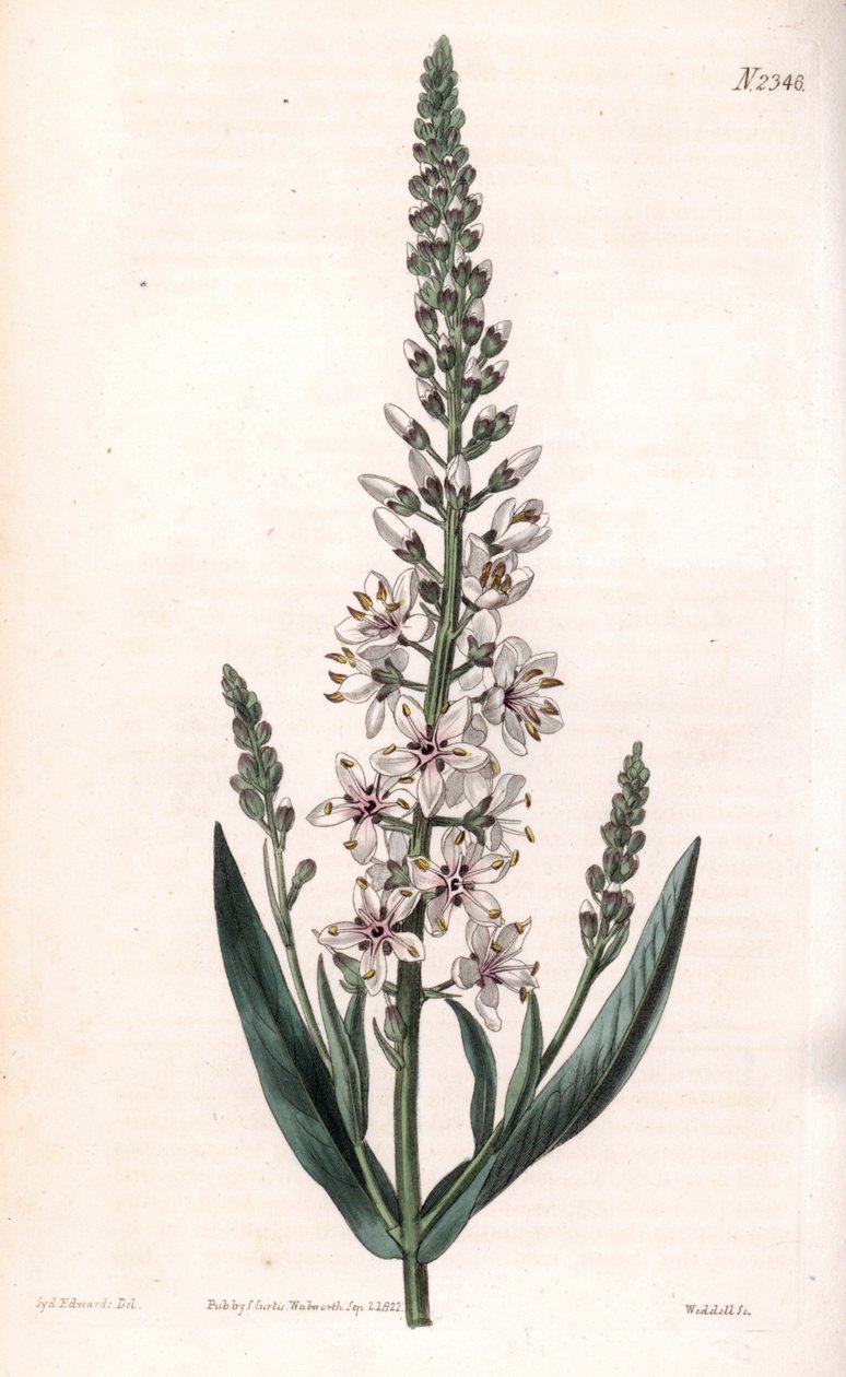 Lysimaque ephemere - 银色或柳叶松，Lysimachia ephemerum。韦德尔根据塞登纳姆-爱德华兹的插图进行的手绘铜版画，出自塞缪尔-柯蒂斯的《植物学杂志》，伦敦 作者 西德纳姆·泰斯特·爱德华兹