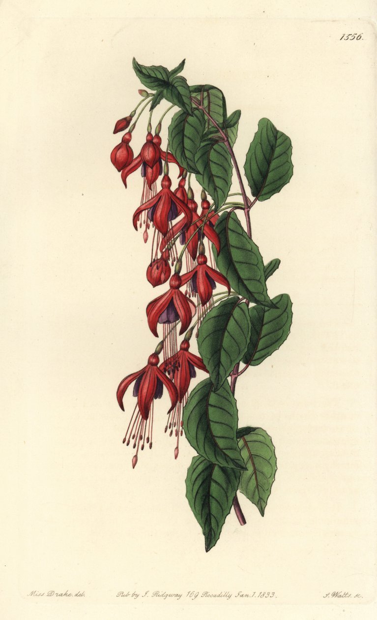 麦哲伦紫薇--蜂鸟紫薇，Fuchsia magellanica（气球花紫薇，Fuchsia globosa）。S. Watts根据Sydenham Edwards的《植物志》中Sarah Drake小姐的插图进行的手绘铜版画，伦敦Ridgeway。 作者 西德纳姆·泰斯特·爱德华兹