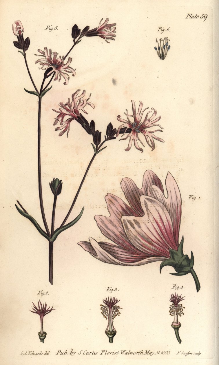 锦葵, Malva sylvestris, Monadelphia 作者 西德纳姆·泰斯特·爱德华兹